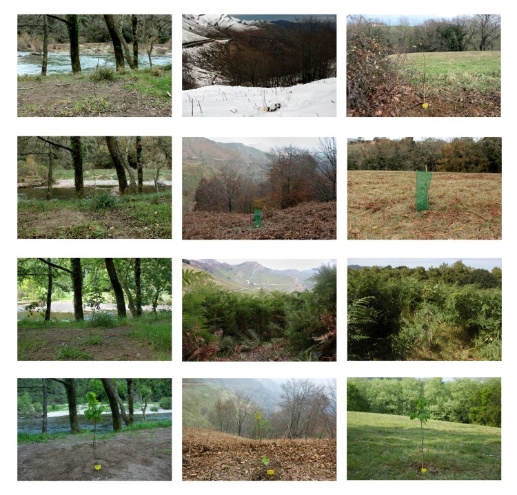 Quercus Robur (intervention in the franco-spanish frontier in the basque territory) 2014_2015